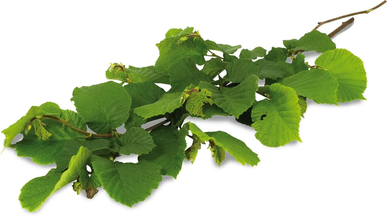 Jr Farm Hasselnøddehøst 40 g